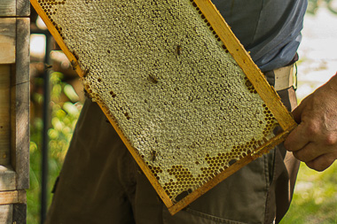 Honigprodukte